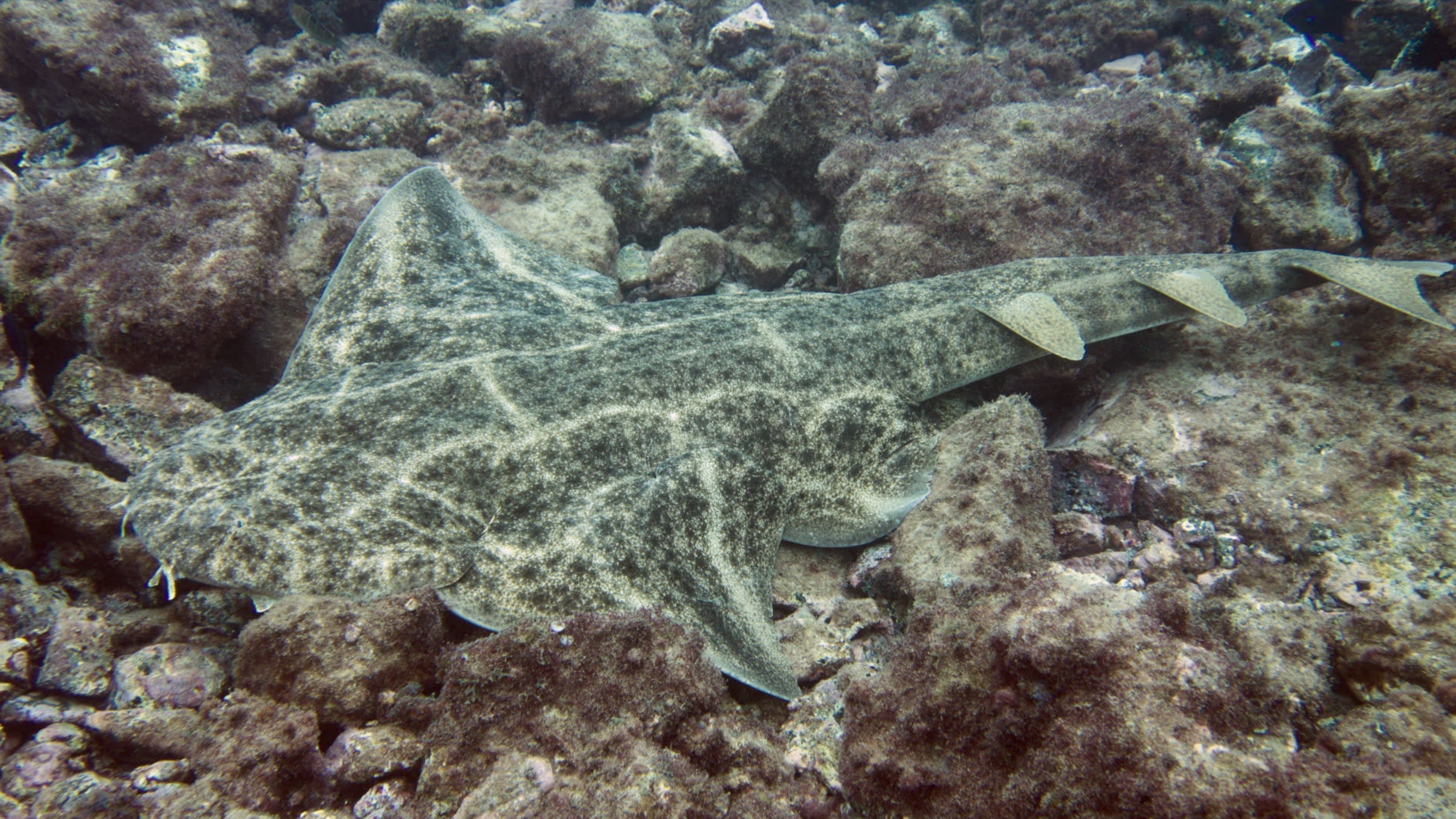 10 Fascinating Angelshark Facts: Unveiling the Mysteries of These Ancient Predators