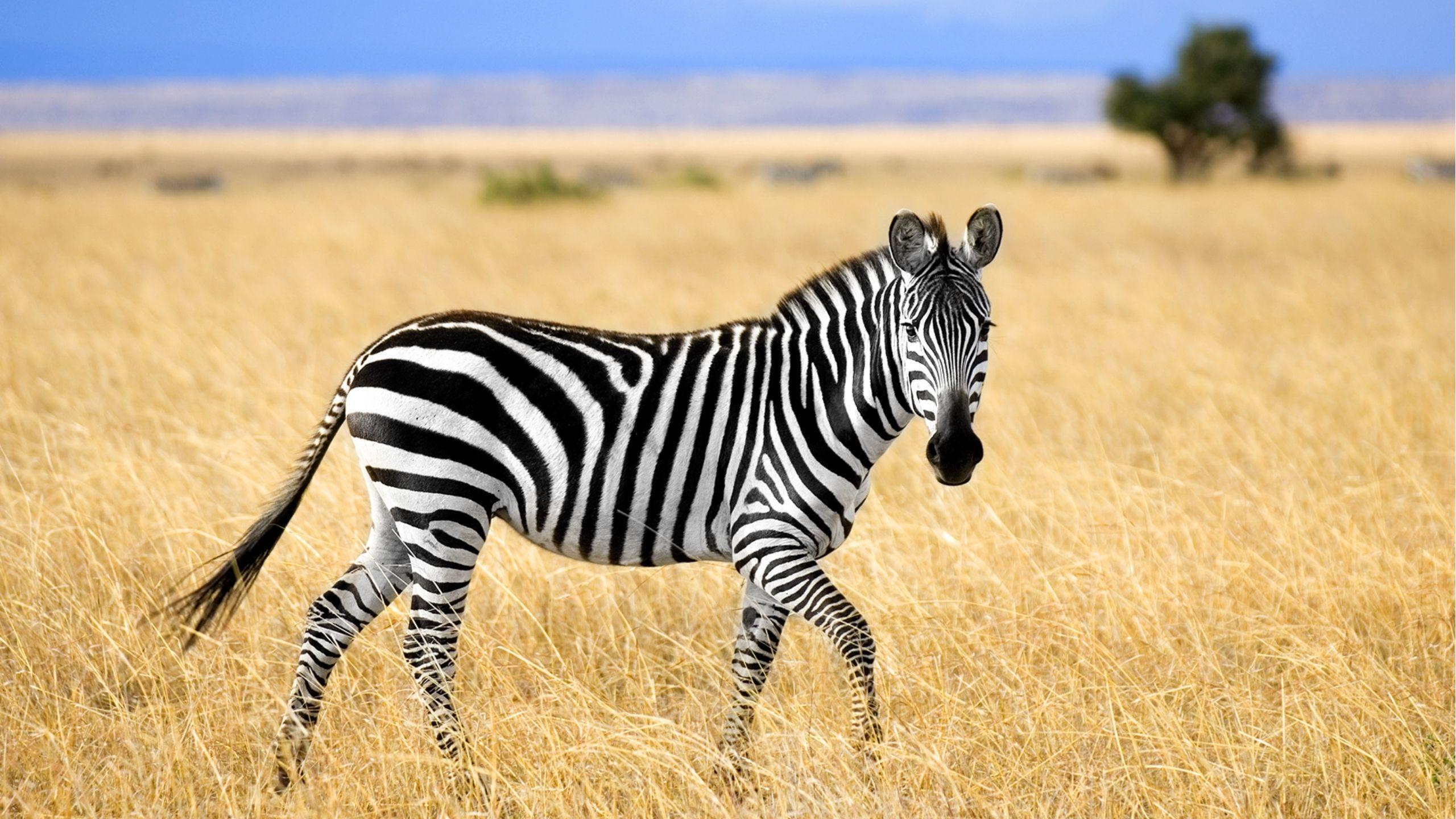 10 Fascinating Facts About Zebras