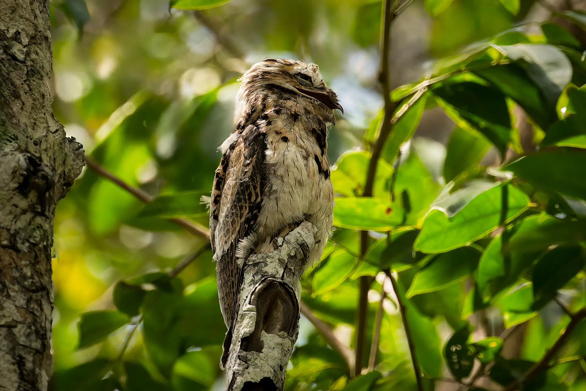 22 Facts About Potoo Birds That Will Amaze You