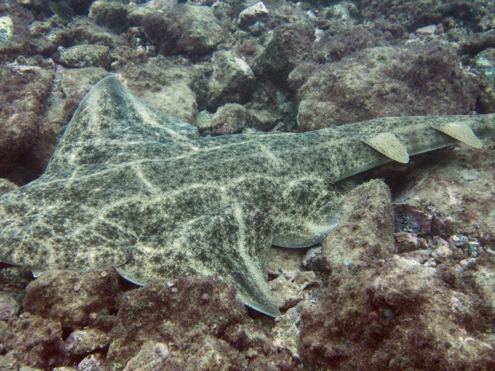10 Fascinating Angelshark Facts: Unveiling the Mysteries of These Ancient Predators