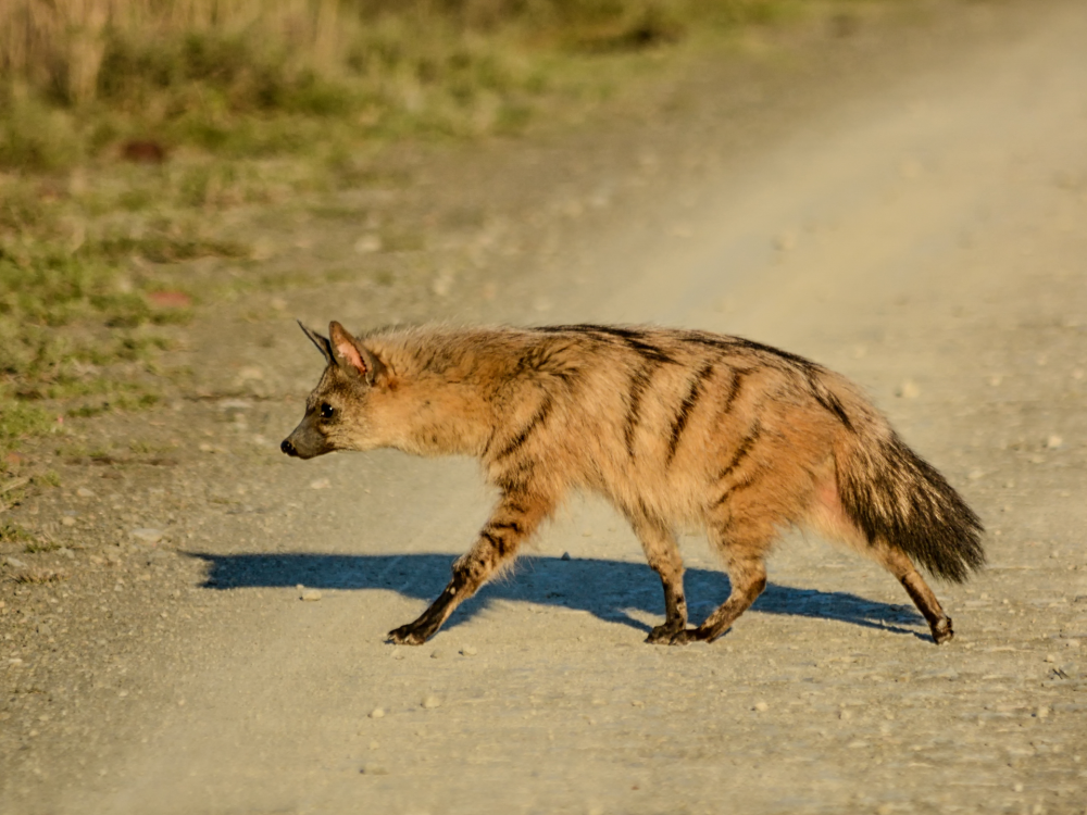 Discover 10 Fascinating Facts about Aardwolves