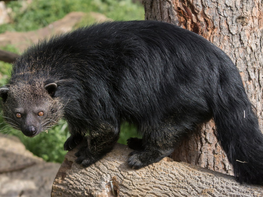 Exploring Binturongs: 10 Fascinating Facts You Need to Know