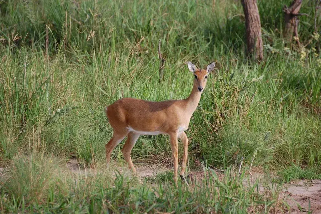 23 Fascinating Facts about Oribi – Discover Africa’s Graceful Antelope